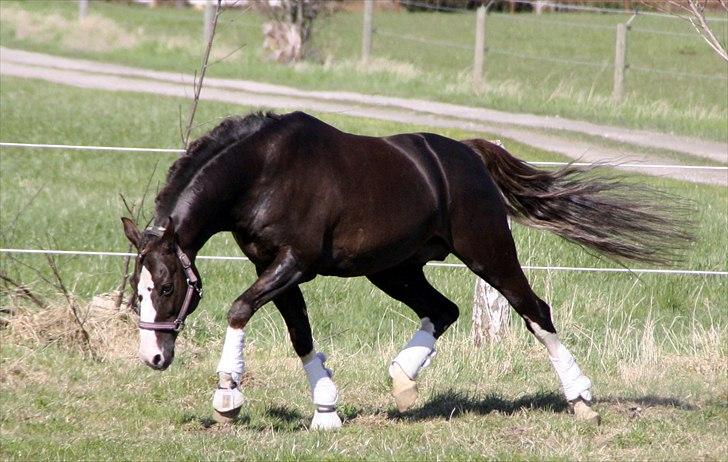 DSP Marchi  ESPH A-pony *pension* billede 17