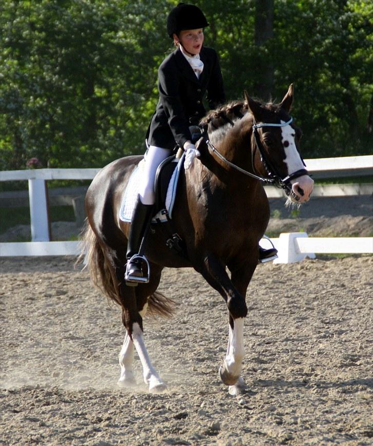 DSP Marchi  ESPH A-pony *pension* - dyyyyygtig Chi,  en fed tur billede 18