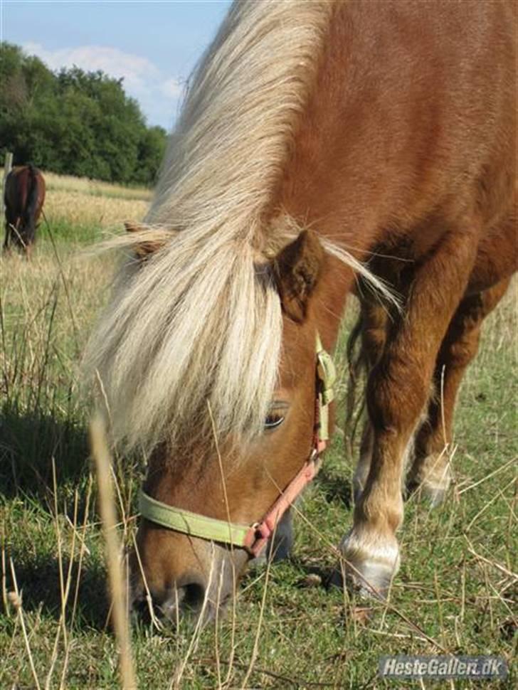 Shetlænder Tulle billede 14