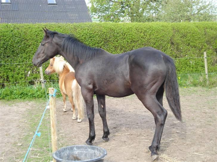 Oldenborg Leika billede 1