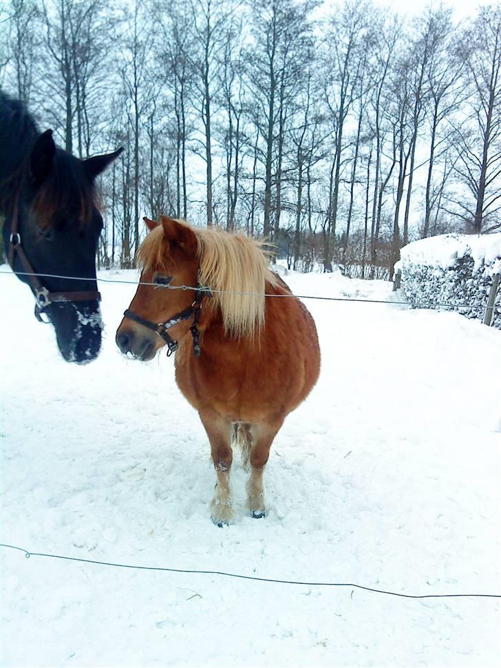 Oldenborg Leika - den lille pony er min andne hoppe der skal have føl til marts! billede 2
