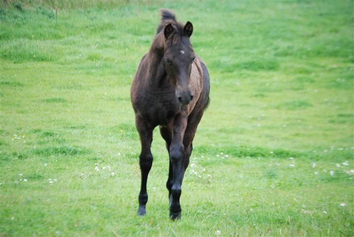 New Forest Hallinds Kaiser  billede 18