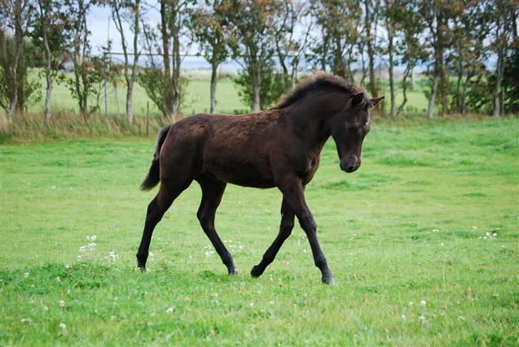 New Forest Hallinds Kaiser  billede 20