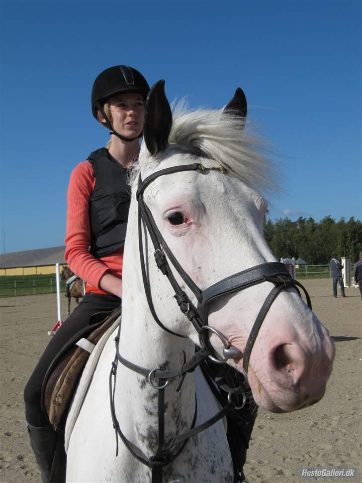 Appaloosa Karpaccio.  - Karpaccio & jeg til spring. Savner dig! billede 20