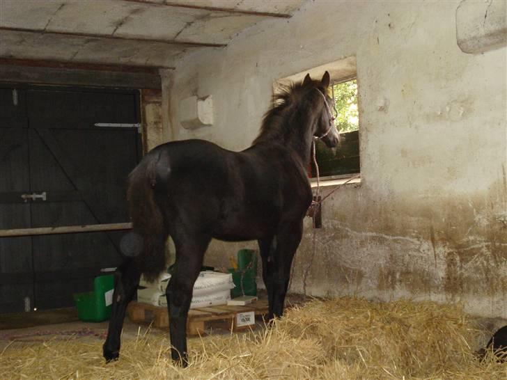Oldenborg Leika - første gang man er i stald og først gang hun mødte mennesker. hun var helt utæmmet! billede 3