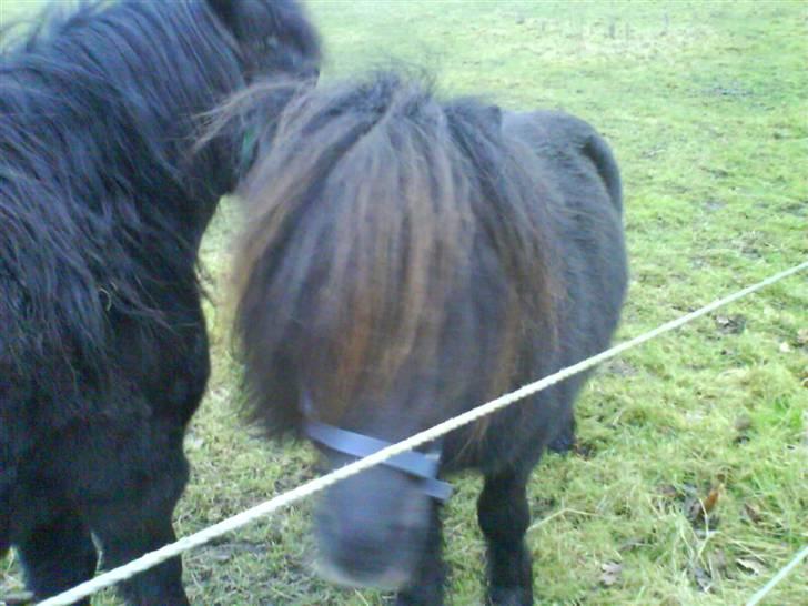 Miniature Skipper R.I.P :'( billede 2