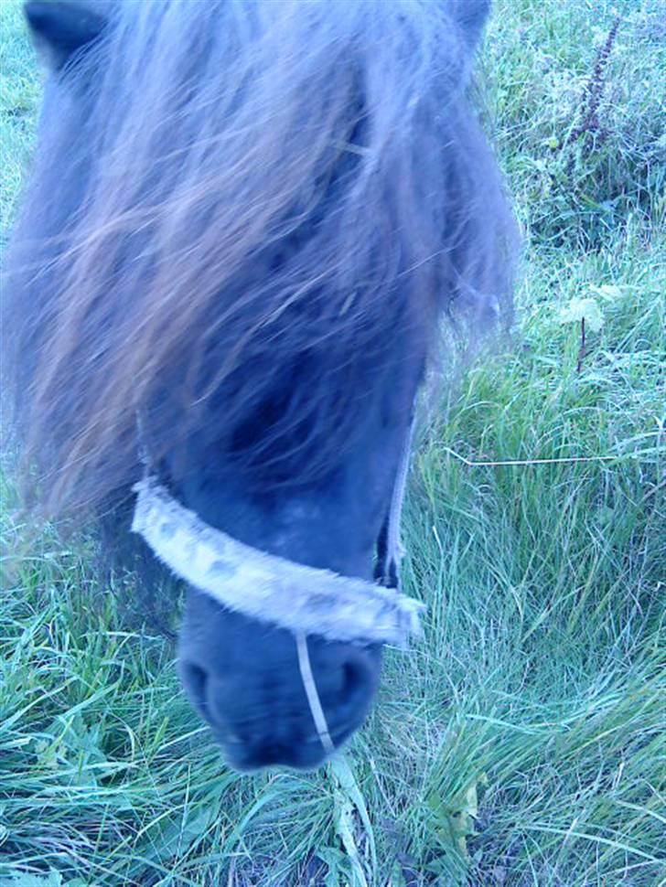 Miniature Skipper R.I.P :'( billede 3