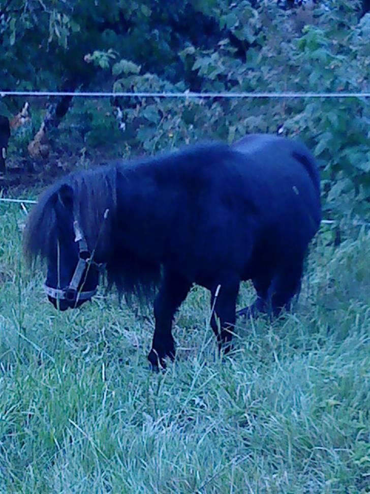 Miniature Skipper R.I.P :'( billede 4