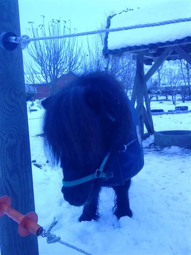 Miniature Skipper R.I.P :'( billede 5