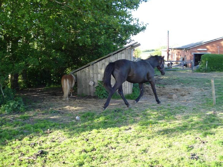 Oldenborg Leika billede 4