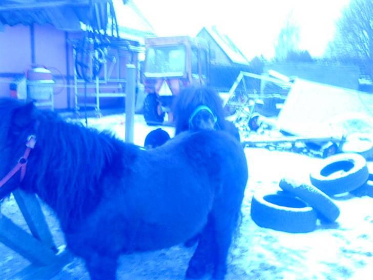 Miniature Skipper R.I.P :'( billede 9