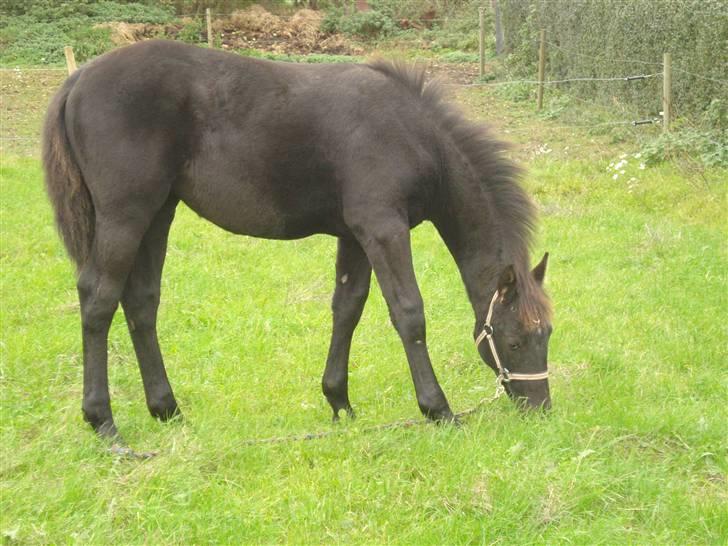 Oldenborg Leika billede 5