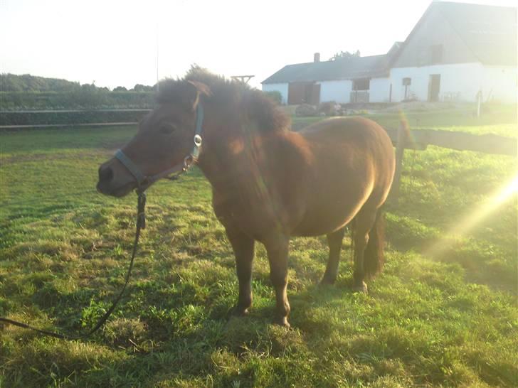Shetlænder Laban - pause! <3 billede 2