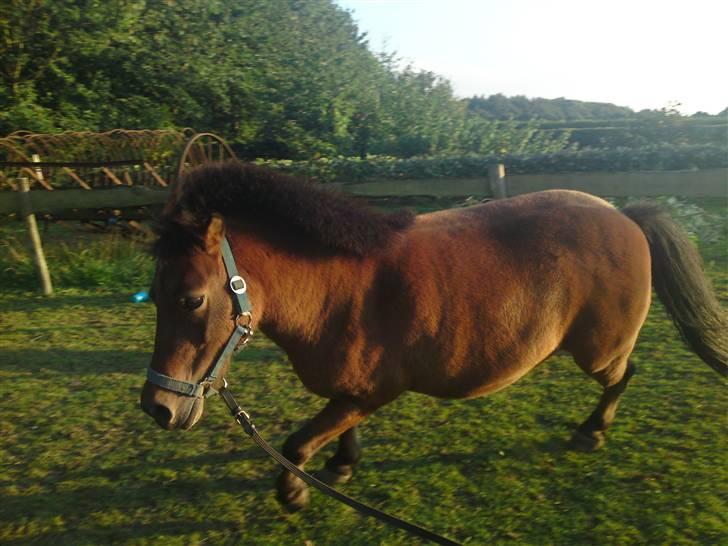 Shetlænder Laban - Laban i longe<3<3 billede 3