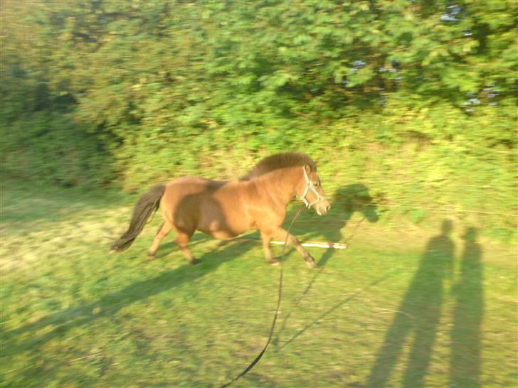Shetlænder Laban - Laban i longe<3<3 billede 4