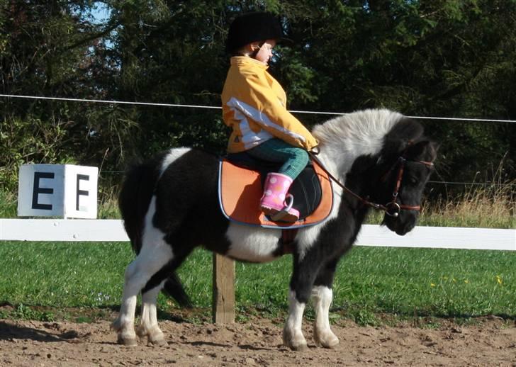 Anden særlig race Shetter *Fernando* billede 14