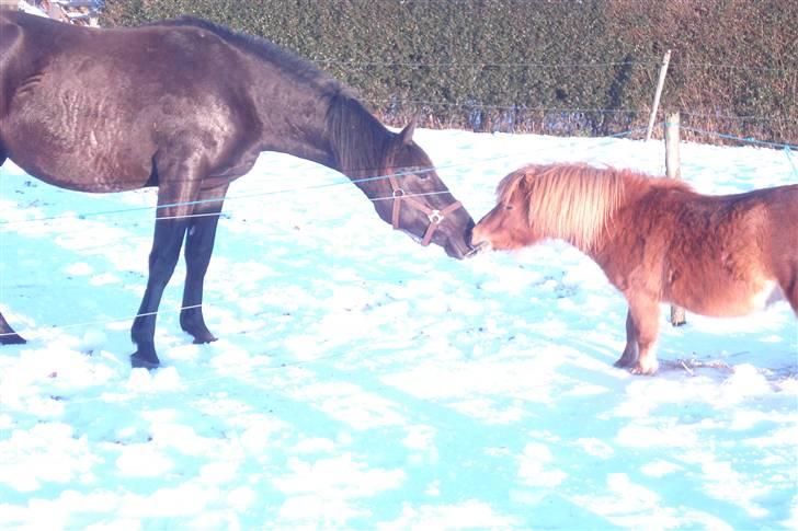 Oldenborg Leika - hendes ven, men lill shetlænder hingst, der er ret forelsket i hende! billede 7
