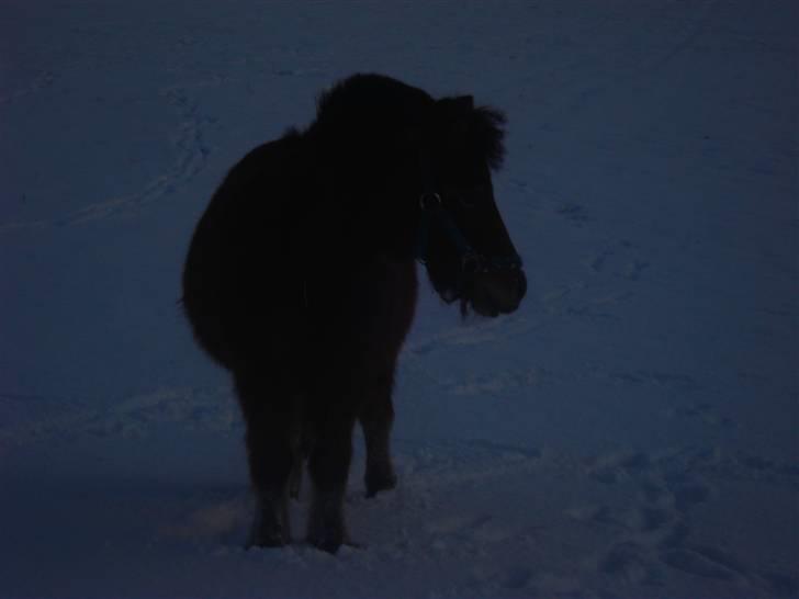 Shetlænder Laban - Laban i sneen<3<3 billede 5