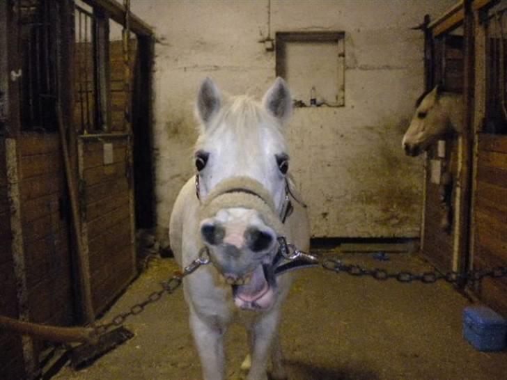 Anden særlig race Ballerina<3 billede 11