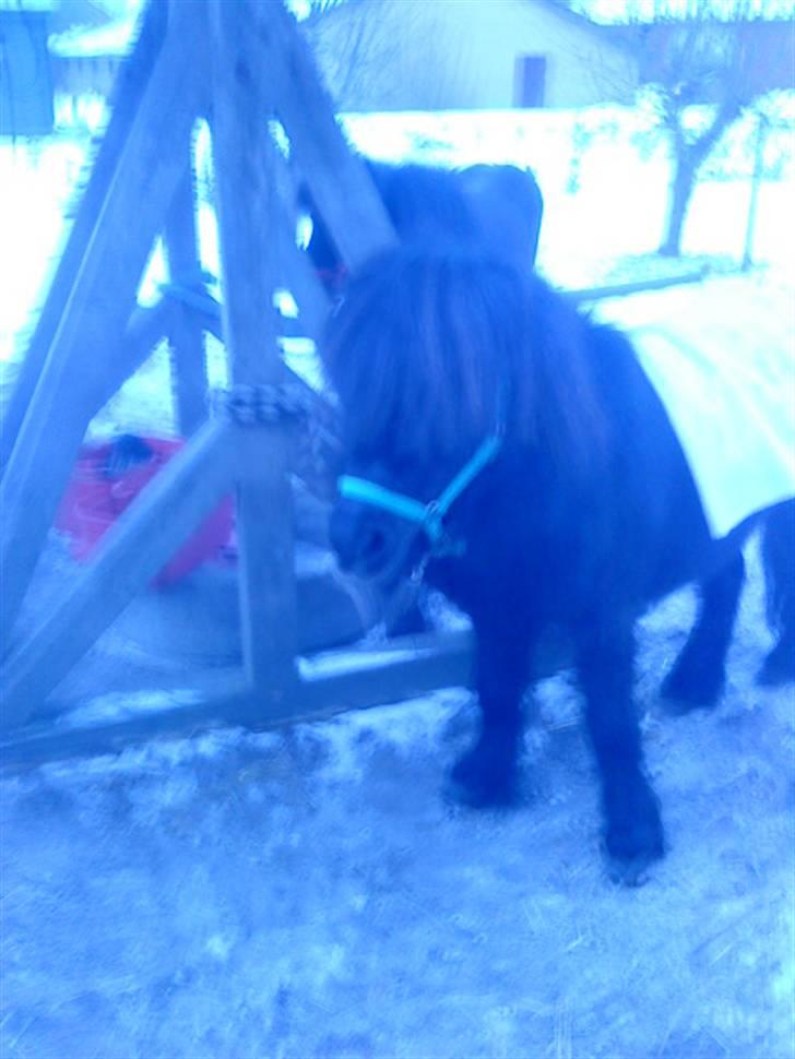 Miniature Skipper R.I.P :'( billede 11