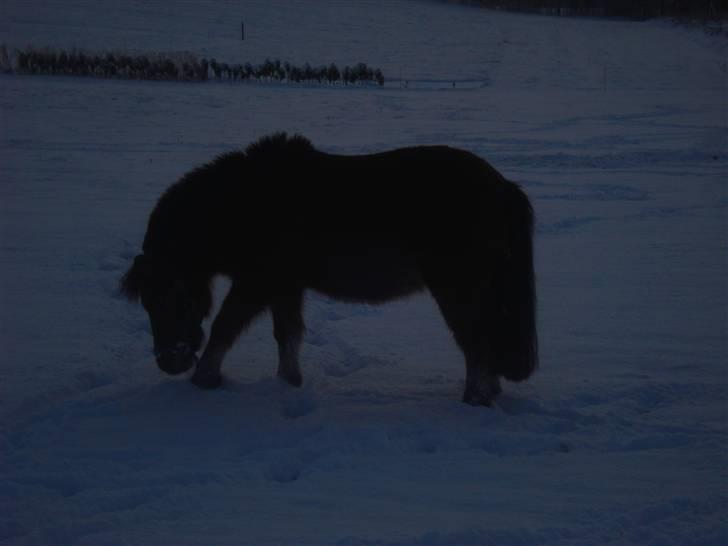 Shetlænder Laban - Laban i sneen<3<3 billede 6