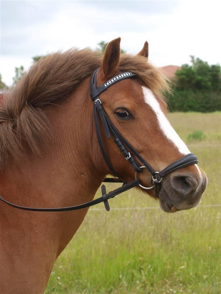 Anden særlig race Tarzan (Solgt) - Velkommen til Tarzan´s profil, læg gerne en kommentar+bedømmelse (:  billede 1