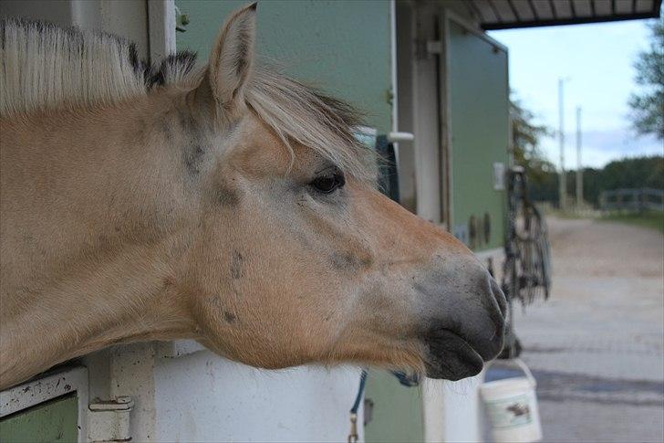 Fjordhest Bubber  - velkommen til min profil (: Tag et kig og læg gerne en komentar inden du forsvinder .... |På boks besøg| |Billed; Min Mor| billede 1