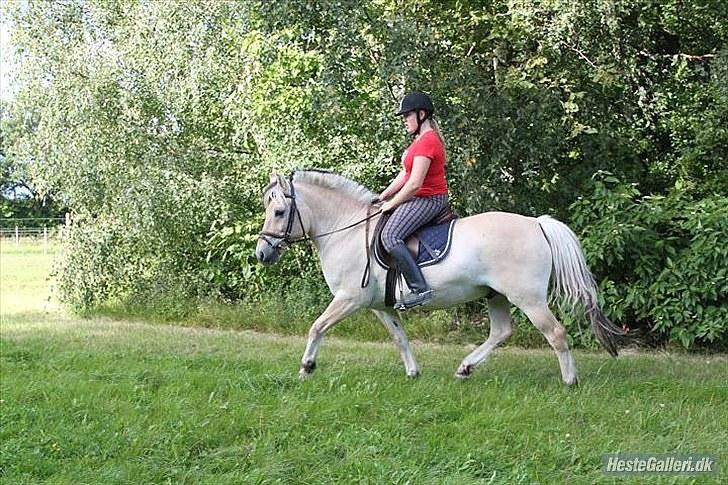 Fjordhest Bubber  - Trænning i lysningen |Billed; DBR| billede 4