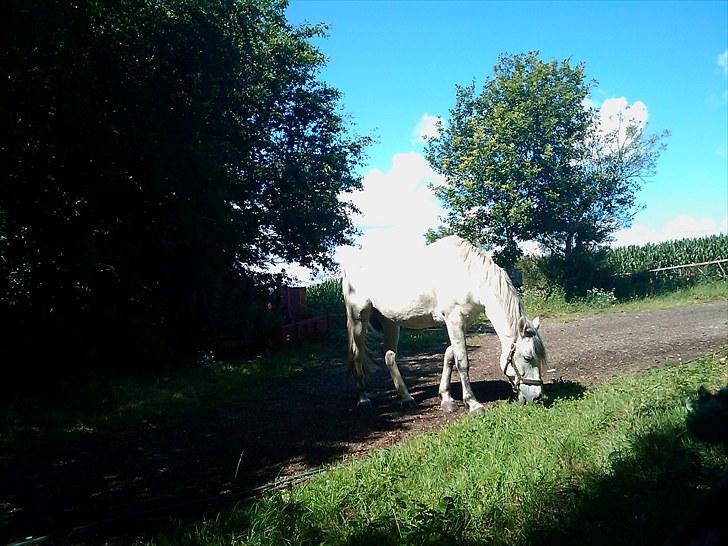 Anden særlig race Savannah R.I.P - sommerdag billede 3