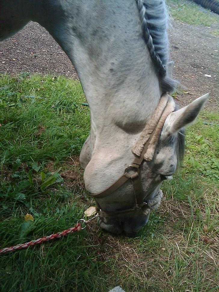 Anden særlig race Savannah R.I.P - savanna på føld før snee´n faldt dec 09 billede 4