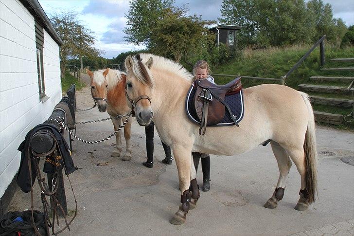 Fjordhest Bubber  - Klargørelse inden dressur-trænning |Billed; Min Søster| billede 10