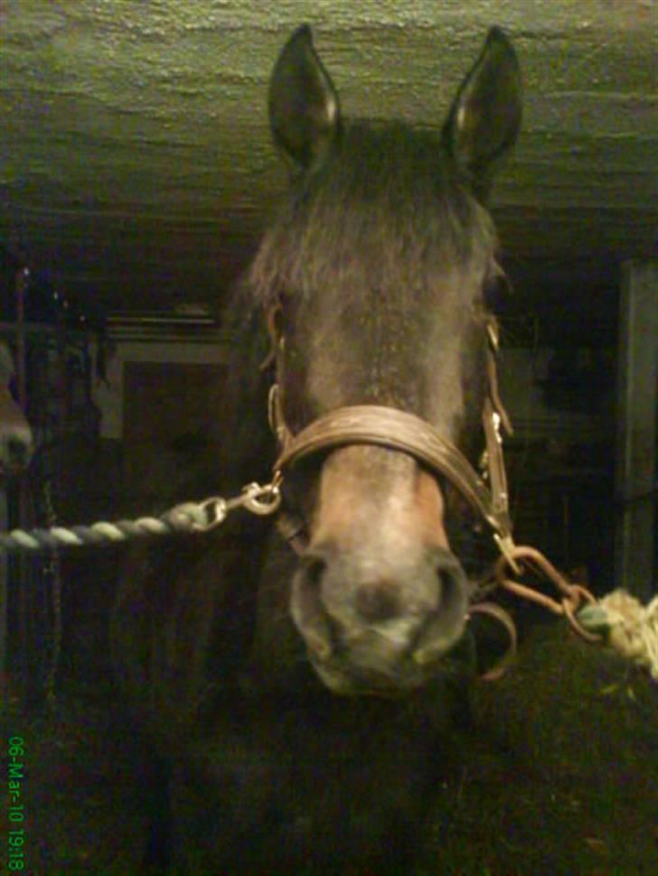 Anden særlig race Twenty (SOLGT) ),: - Twenty på staldgangen <3 billede 2