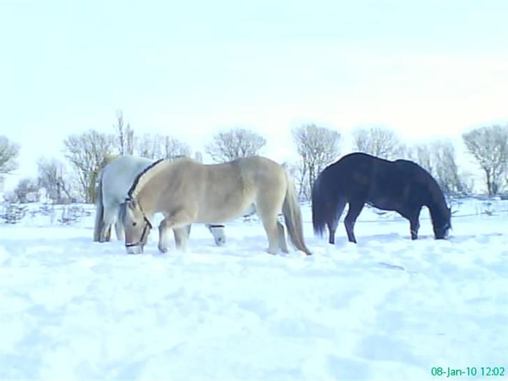 Anden særlig race Twenty (SOLGT) ),: - her står hun sammen med spartacus og hendes mor Savanna billede 3
