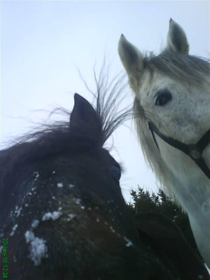 Anden særlig race Twenty (SOLGT) ),: -  twenty min elsker sne <3 billede 4