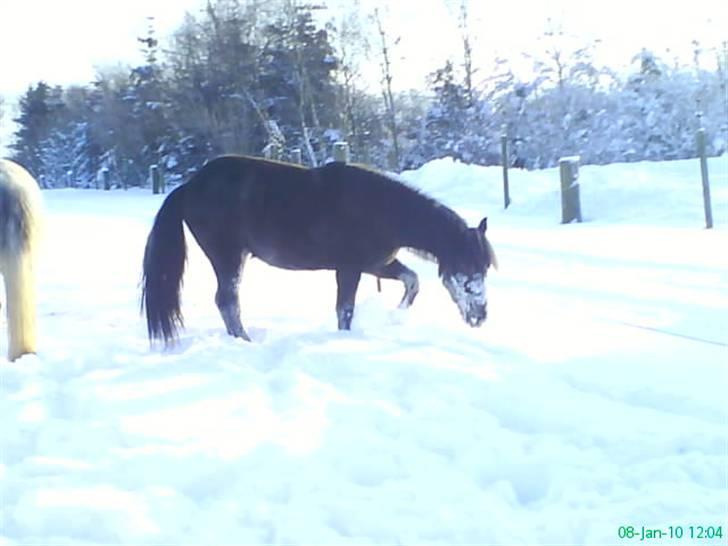 Anden særlig race Twenty (SOLGT) ),: - hun er altså bare kær (: billede 5