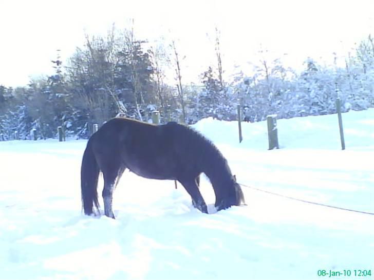 Anden særlig race Twenty (SOLGT) ),: - busted ;D  billede 6