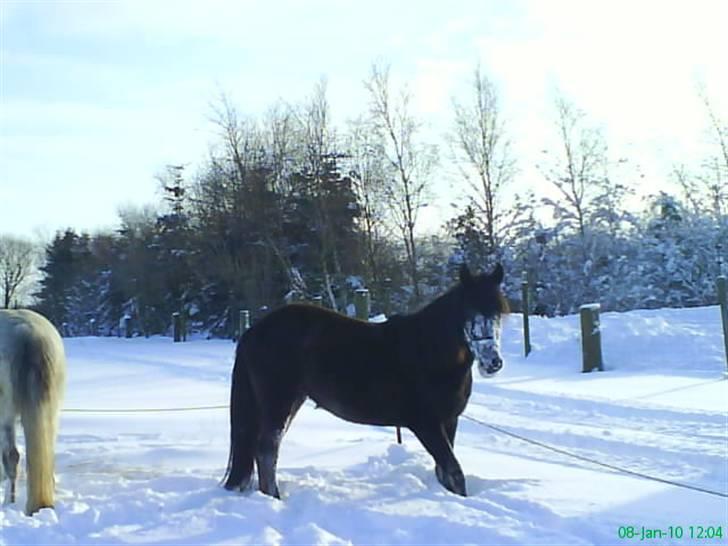 Anden særlig race Twenty (SOLGT) ),: - der er det tydeligere at se hvor langt hun stak hovedet ned i sneen (: billede 7