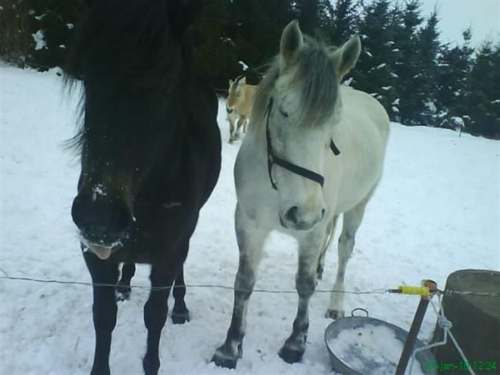 Anden særlig race Twenty (SOLGT) ),: - iih twenty <3 billede 9