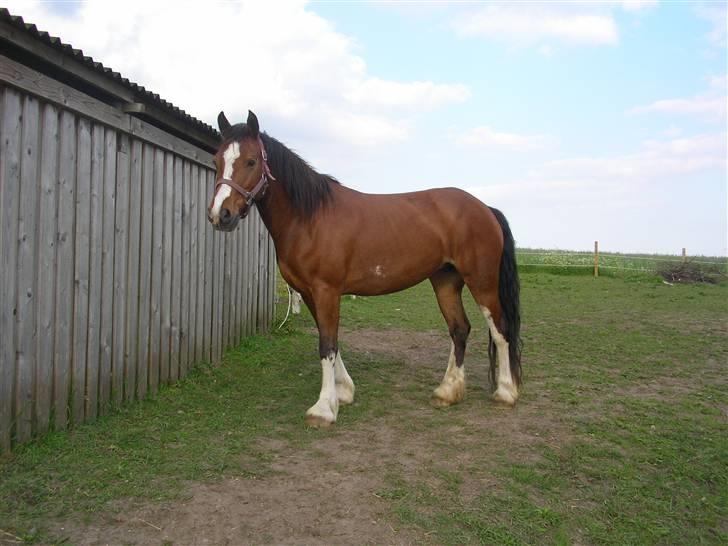 Anden særlig race Hesdalskær`s Victoria - er lige kommet hjem fra sommer fold  billede 1