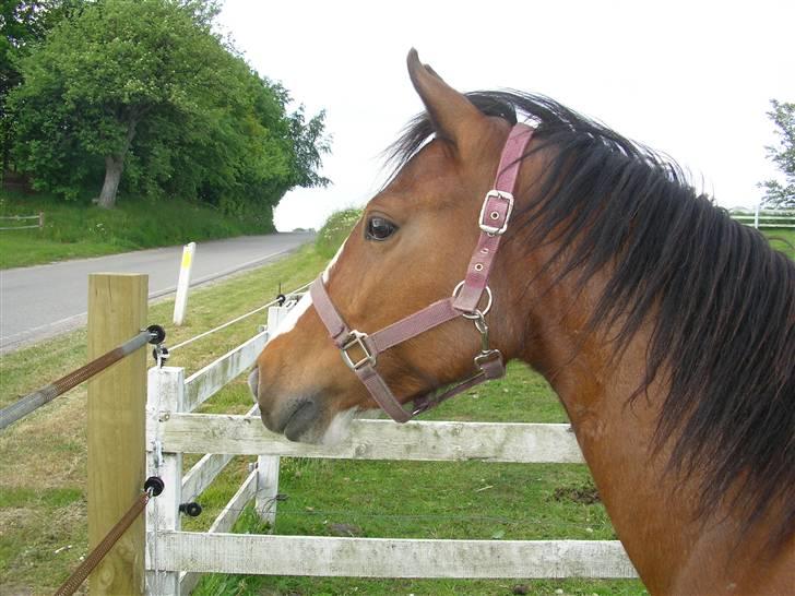 Anden særlig race Hesdalskær`s Victoria - hallo hvad er det for nogle hvide krøltotter på den anden side..får måske.. billede 2