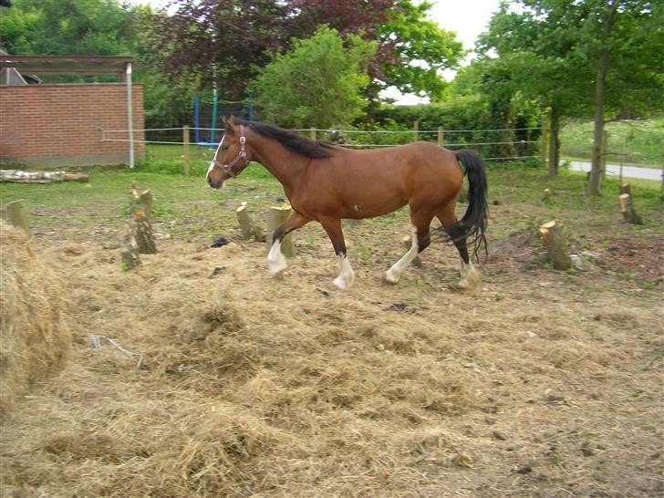 Anden særlig race Hesdalskær`s Victoria billede 3