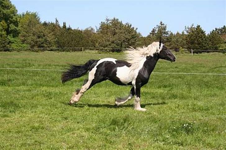 Tinker Ayla - Aylas barok hingsteføl fra tidliger tidliger ejer billede 6