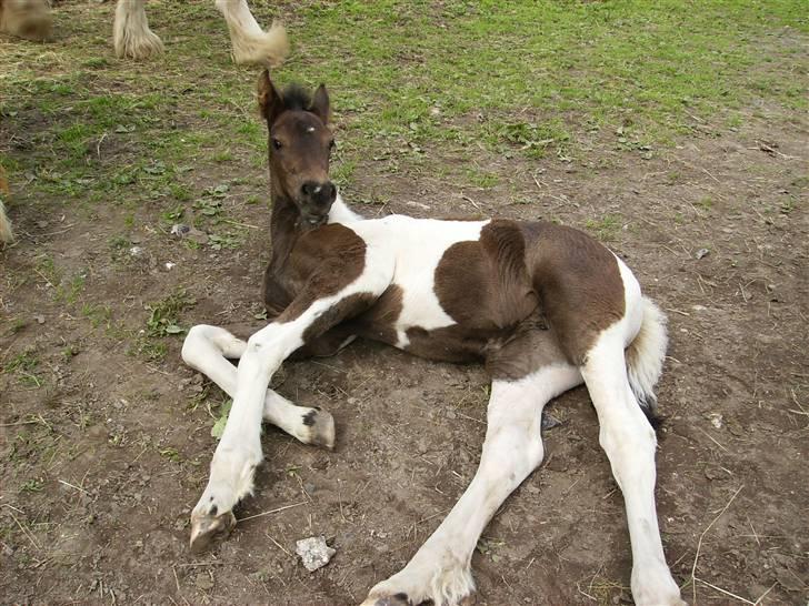 Tinker Ayla - Aylas hoppe føl fra tidliger tidligere ejer 2008 billede 7
