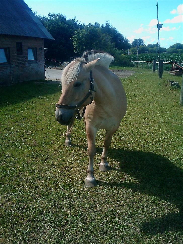 Fjordhest Spartacus - vinterbilleder ;D  billede 14