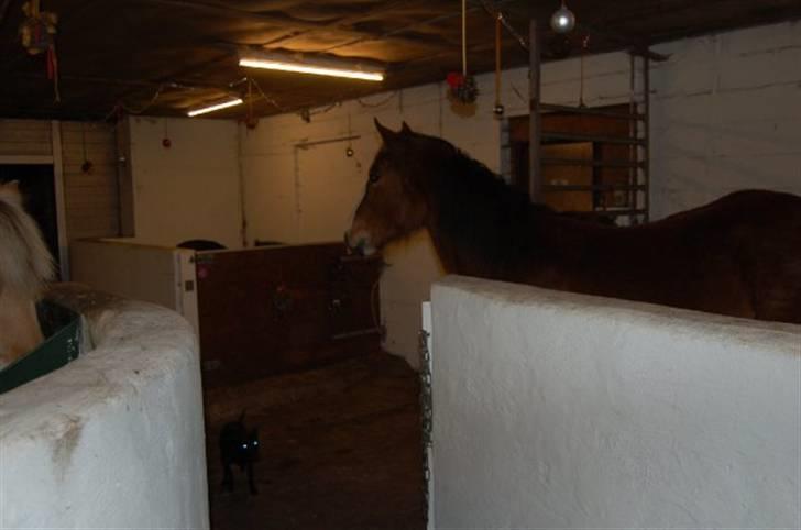 Anden særlig race Umay Be Royal billede 12