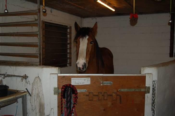 Anden særlig race Umay Be Royal billede 13