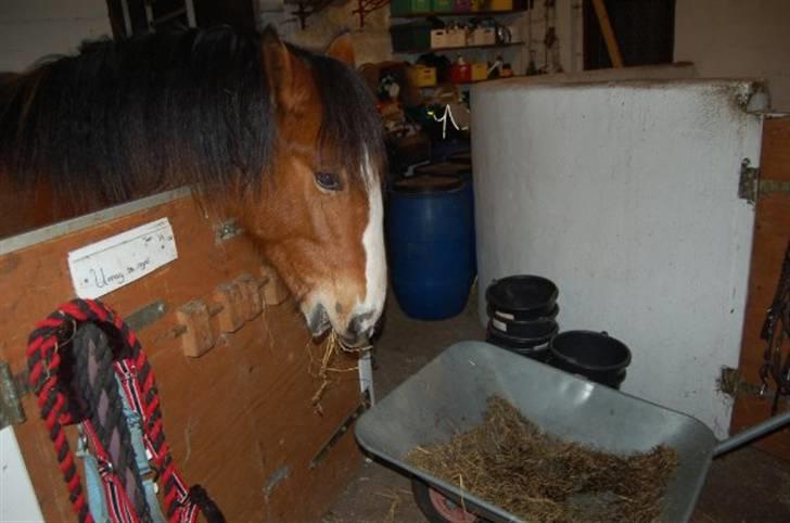 Anden særlig race Umay Be Royal billede 14