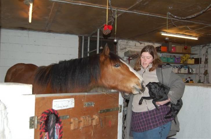 Anden særlig race Umay Be Royal billede 15