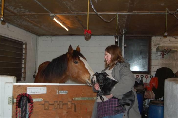 Anden særlig race Umay Be Royal billede 16