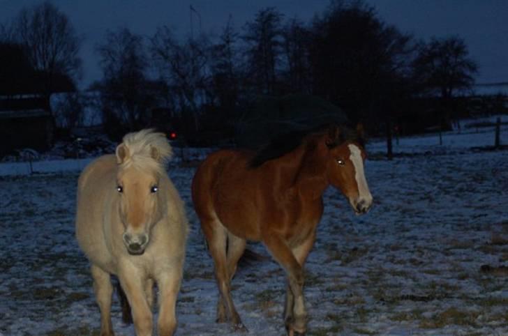 Anden særlig race Umay Be Royal billede 19